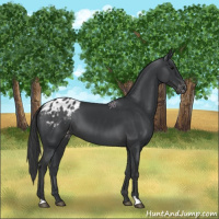Horse Color:Black Blanket 