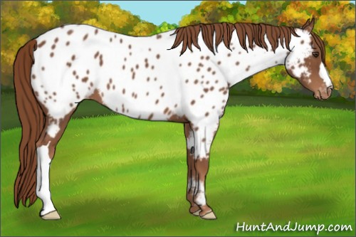 Horse Color:Chestnut Appaloosa 