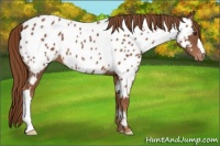 Horse Color:Chestnut Appaloosa 