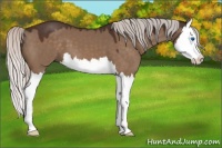 Horse Color:Silver Brown Dun Sabino Splash