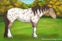 Horse Color:Amber Champagne Sabino Tobiano Appaloosa  and Amber Champagne Sabino Tobiano Appaloosa 