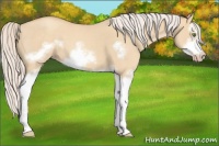 Horse Color:Silver Classic Champagne Roan Dun Splash Frame 