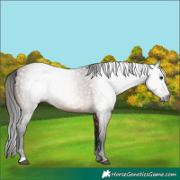 Horse Color:Gray Bay 