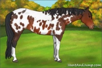 Horse Color:Brown Tobiano Near Leopard 