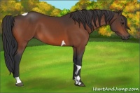Horse Color:Bay Tobiano 