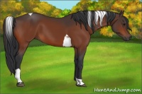 Horse Color:Bay Tobiano 