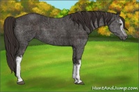 Horse Color:White Spotted Liver Chestnut Rabicano 