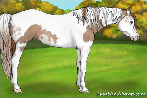 Horse Color:Red Roan Splash Tobiano 