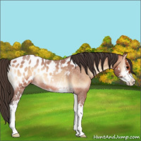 Horse Color:Bay Roan Onyx Sabino Appaloosa