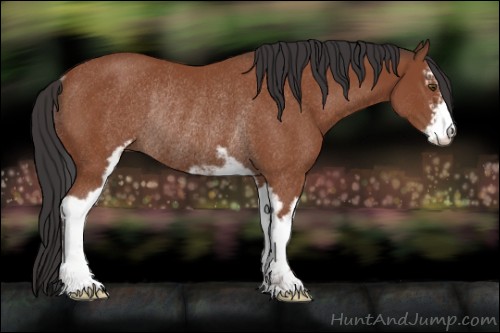 Horse Color:Bay Sabino Rabicano