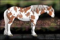 Horse Color:White Spotted Silver Bay Sabino Rabicano