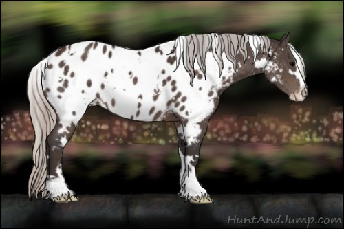 Horse Color:White Spotted Silver Brown Sabino Appaloosa