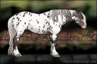 Horse Color:White Spotted Silver Brown Sabino Appaloosa 