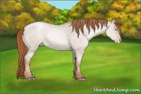 Horse Color:Buckskin Pearl Dun 