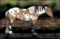 Horse Color:White Spotted Brown Dun Appaloosa 