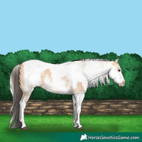 Horse Color:White Spotted Bay Dun Rabicano  and White Spotted Silver Bay Dun Rabicano 