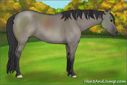 Horse Color:Grullo 