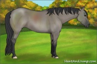 Horse Color:Grullo 