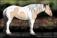 Horse Color:Bay Dun Tobiano 