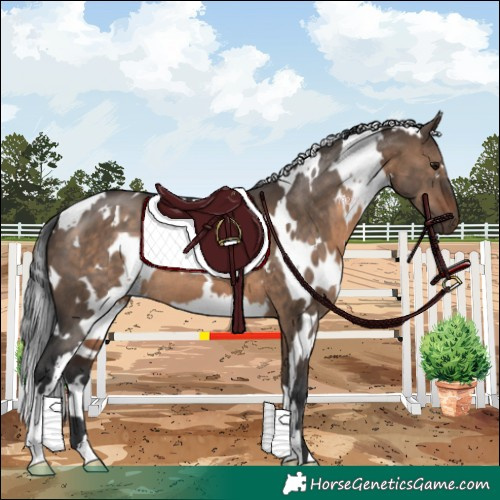 Horse Color:White Spotted Brown Dun 