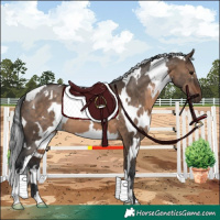 Horse Color:White Spotted Brown Dun 