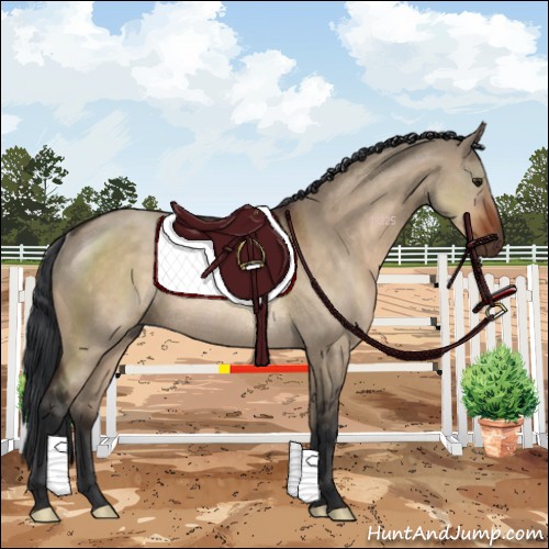 Horse Color:Brown Dun Rabicano 