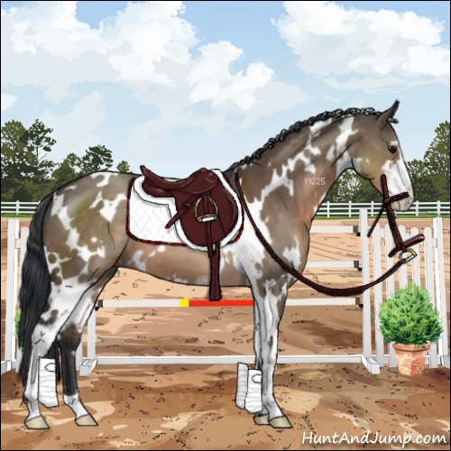 Horse Color:White Spotted Brown Dun Sabino 