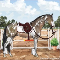 Horse Color:White Spotted Brown Dun Sabino
