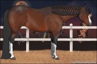 Horse Color:Bay 