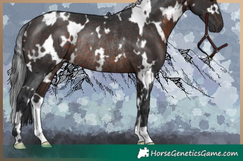 Horse Color:White Spotted Brown Rabicano