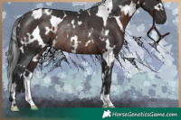 Horse Color:White Spotted Brown Rabicano 