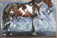 Horse Color:White Spotted Brown 