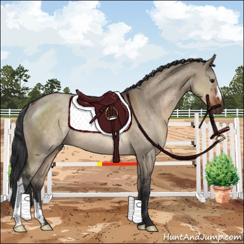 Horse Color:Brown Dun Rabicano
