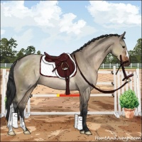 Horse Color:Brown Dun Rabicano
