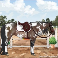 Horse Color:White Spotted Brown Rabicano 