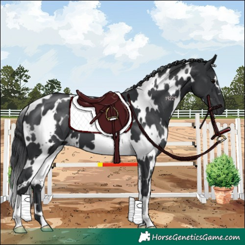 Horse Color:White Spotted Black