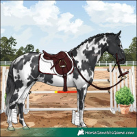 Horse Color:White Spotted Black 