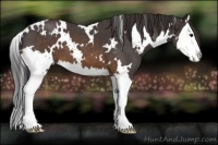 Horse Color:White Spotted Buckskin Roan Splash 