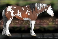 Horse Color:White Spotted Brown Roan Splash 