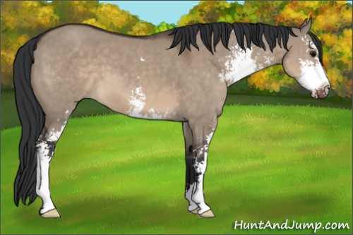 Horse Color:Brown Dun Sabino 