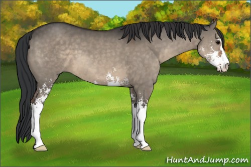 Horse Color:Brown Dun Sabino