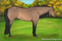 Horse Color:Brown Dun 