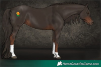 Horse Color:Liver Chestnut Tobiano 