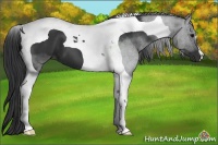 Horse Color:Black Tobiano 