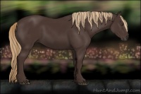 Horse Color:Liver Chestnut