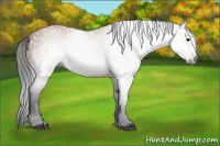 Horse Color:Gray Bay 