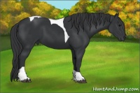 Horse Color:Black Tobiano 