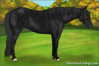 Horse Color:Black Ice