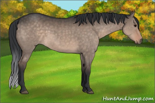Horse Color:Brown Dun