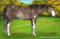 Horse Color:Bay Ice Dun Sabino Rabicano Brindle 